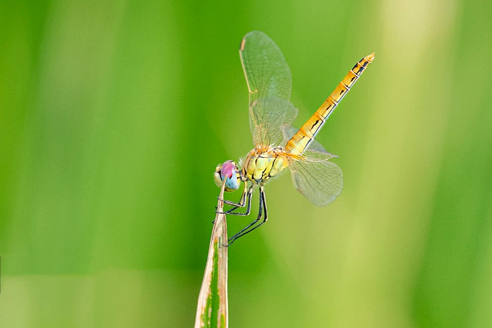 Dragonflies; Insects Beneficial To The Environment - Coltiva ...