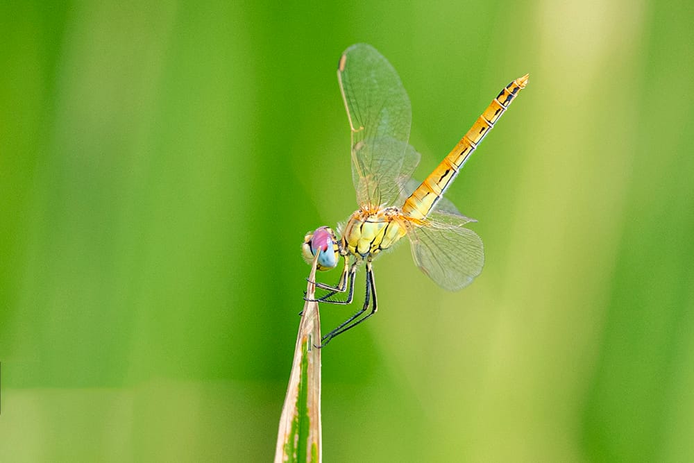 dragonflies 6