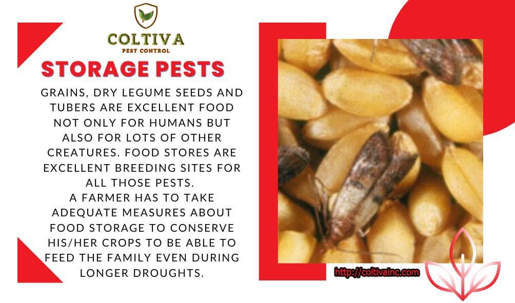 Controlling Warehouse Pests 6 Of The Most Important Coltiva