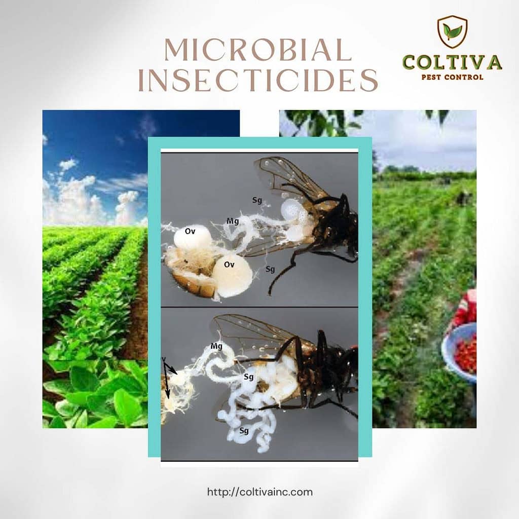 Effective biological control for pest