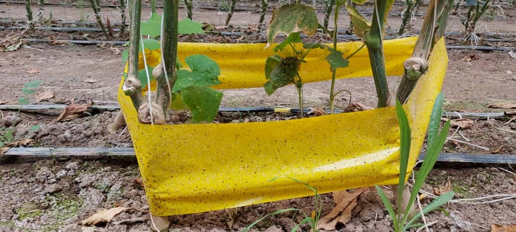 yellow trap