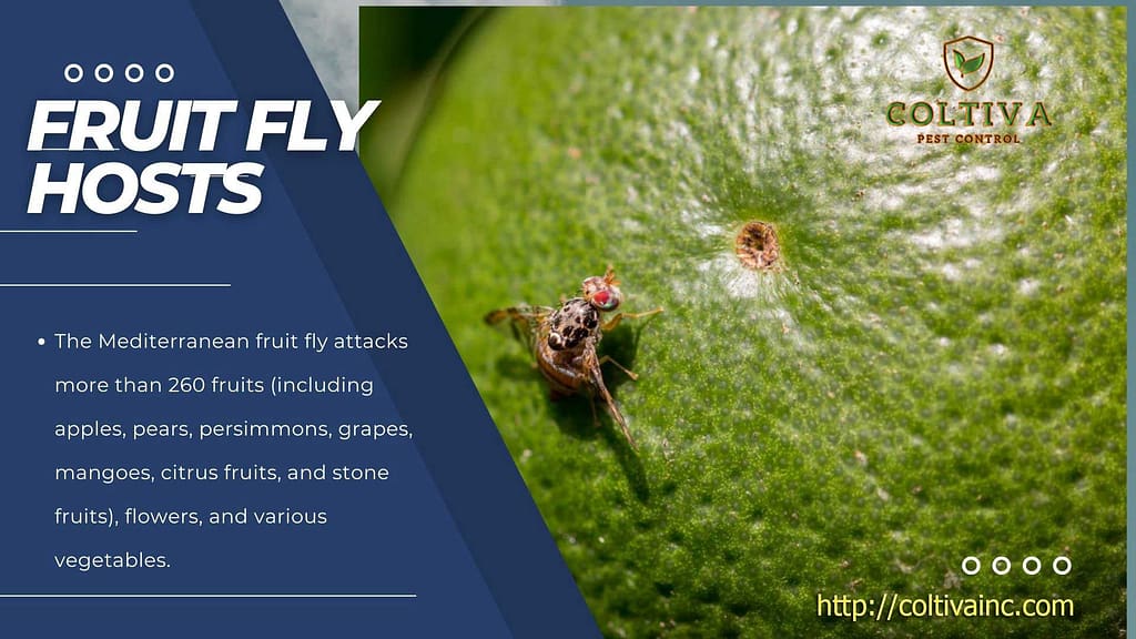 frut fly host