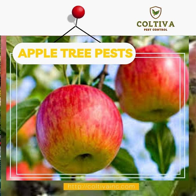 Identifying and Treating Apple Pests