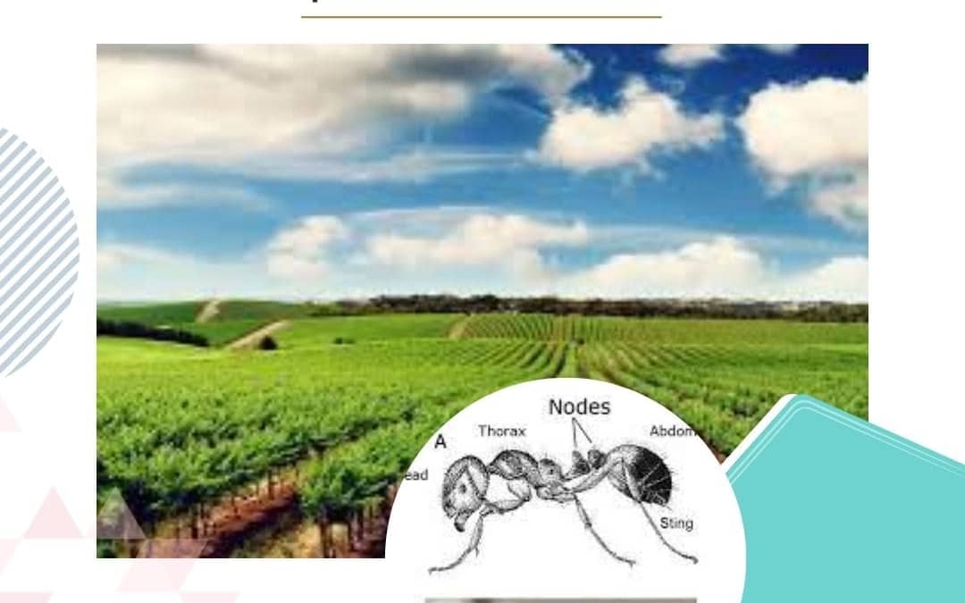 Effective biological control for pests