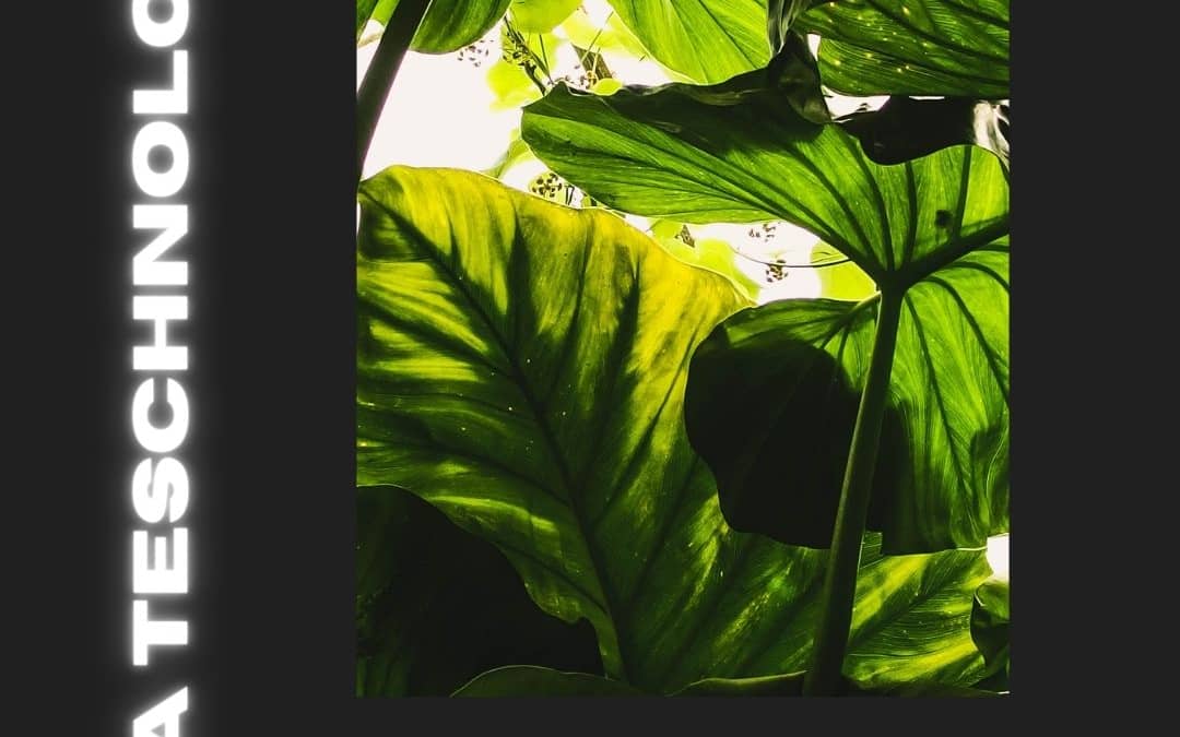 4 best Ways to Eliminate greenhouse Pests Without Chemicals