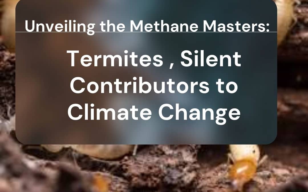 termites