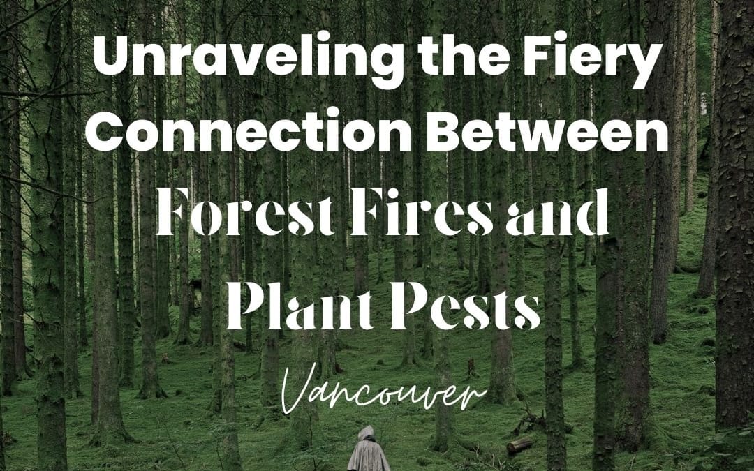 forest fires