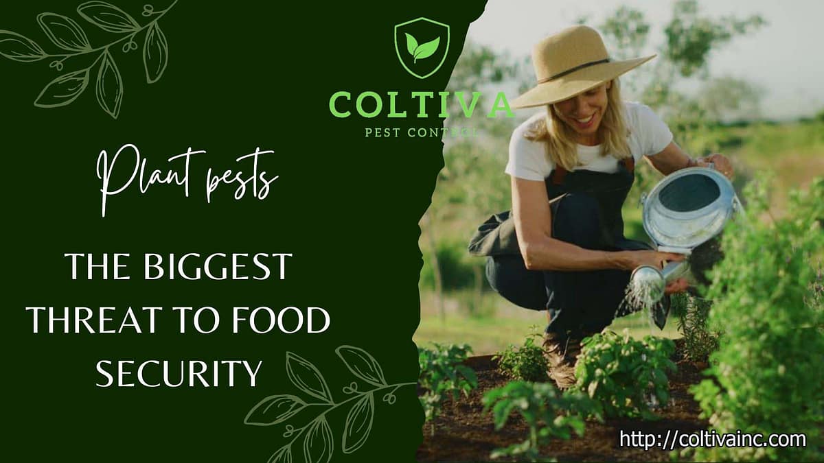 Plant pests, the biggest threat to food security