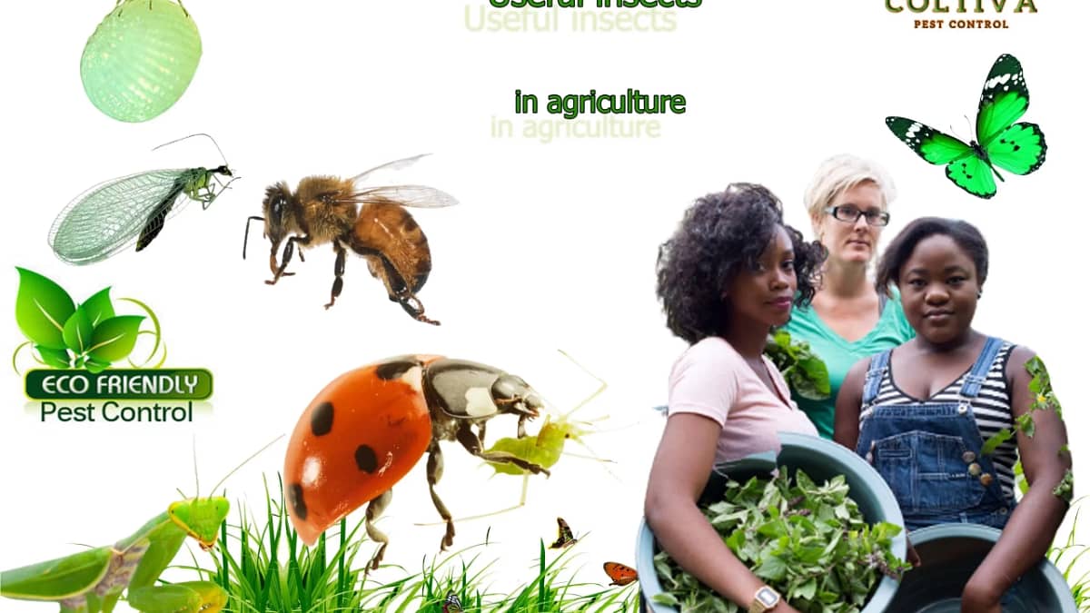 10 Useful insects in agriculture