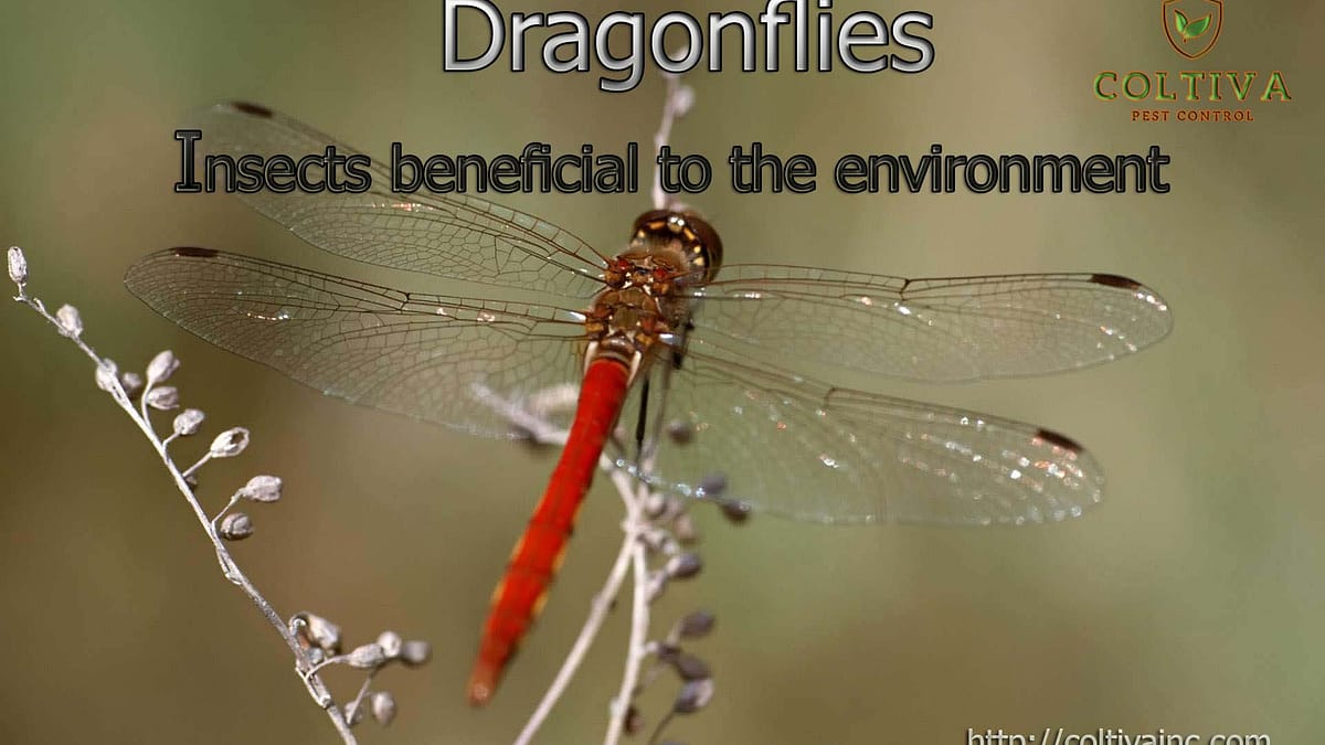 Dragonflies ; Insects beneficial to the environment