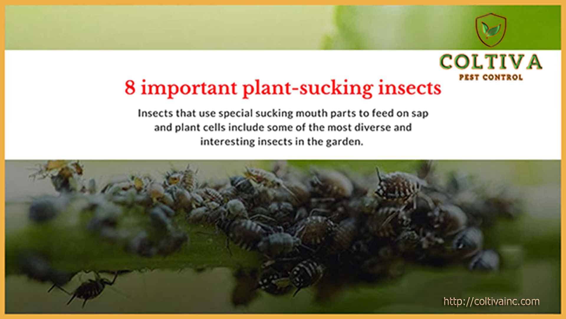 8 important plant sucking pests