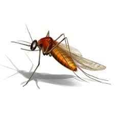 insect