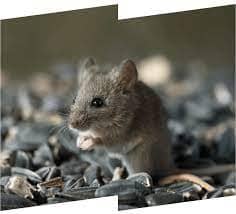 Rodents​