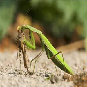 Mantis​