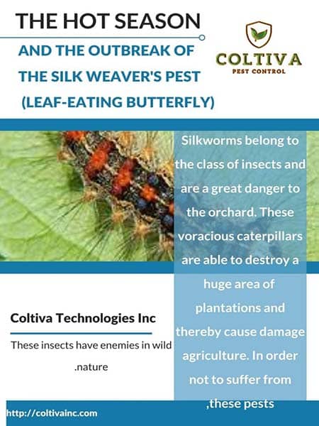 The-hot-season-and-the-outbreak-of-the-silk-weavers-pest