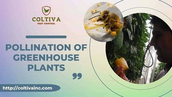 Pollination of greenhouse plants