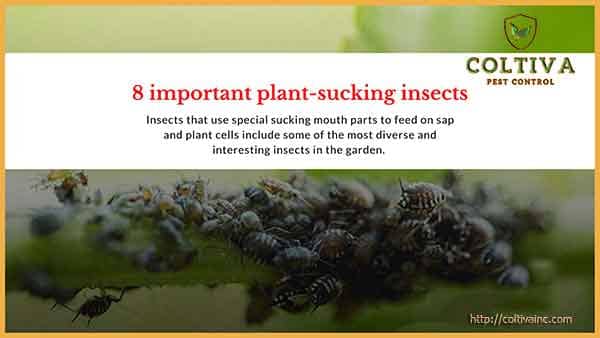 8 important plant-sucking insects