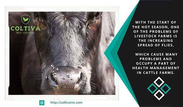 Controlling-flies-on-livestock