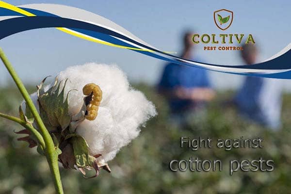 Fight against cotton pests