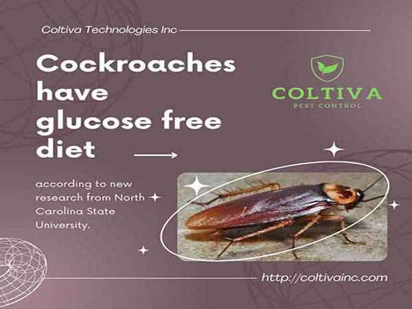 Cockroaches have glucose free diet
