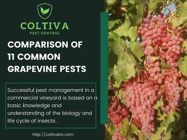 common-grapevine-pests