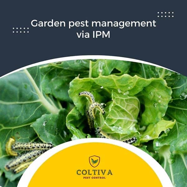 Garden pest management via IPM