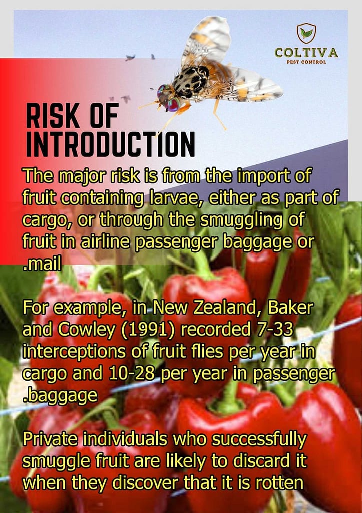 Risk-of-Introduction-of-fruit-fly