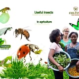 10 Useful insects in agriculture