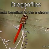 Dragonflies ; Insects beneficial to the environment