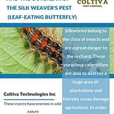 The-hot-season-and-the-outbreak-of-the-silk-weavers-pest