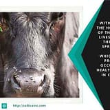 Controlling-flies-on-livestock