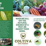 Let Beneficial Insects Work for You