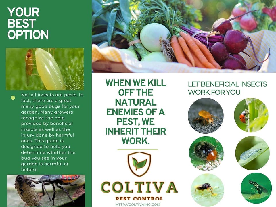 Let Beneficial Insects Work for You