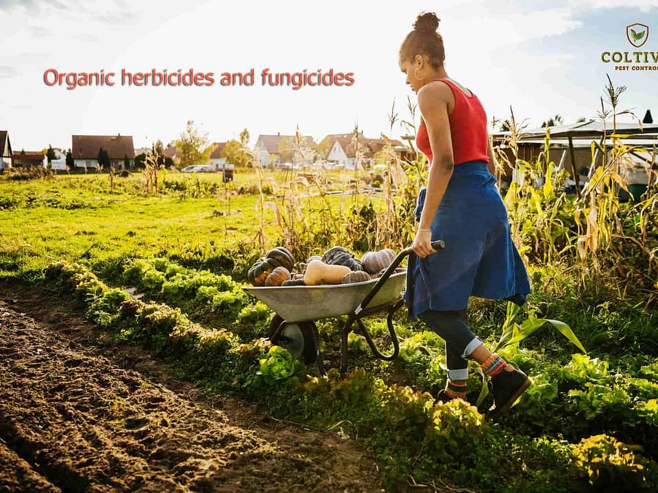 Organic herbicide