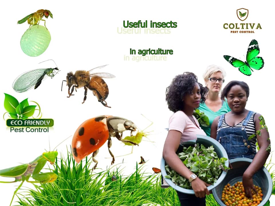 10 Useful insects in agriculture
