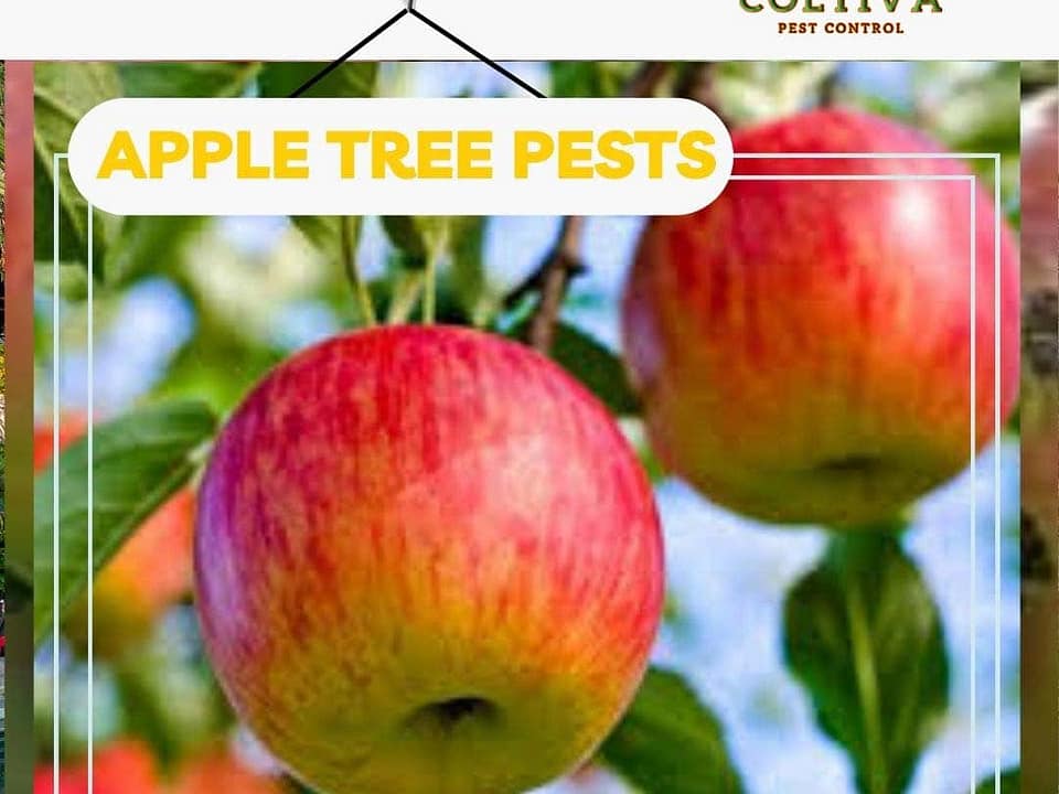 Identifying and Treating Apple Pests