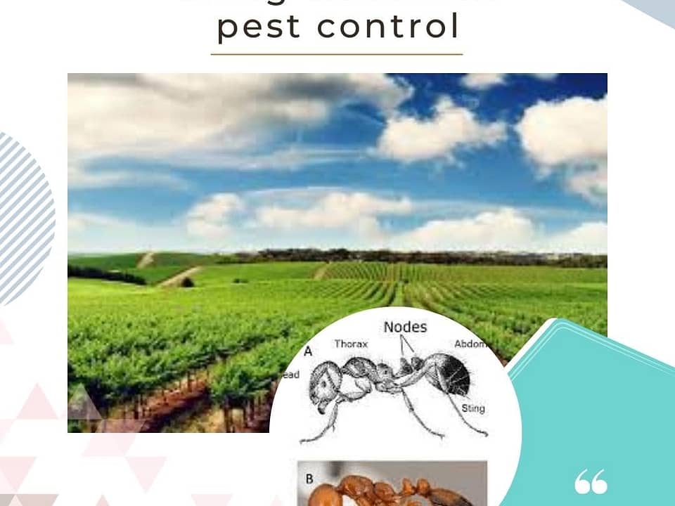 Effective biological control for pests