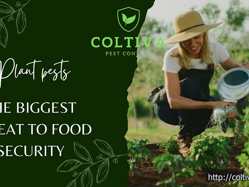 Plant pests, the biggest threat to food security