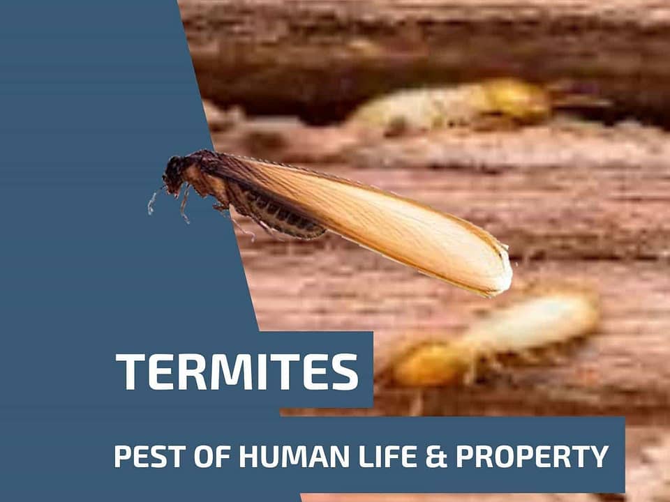 Termites are a pest of human life and property​ min