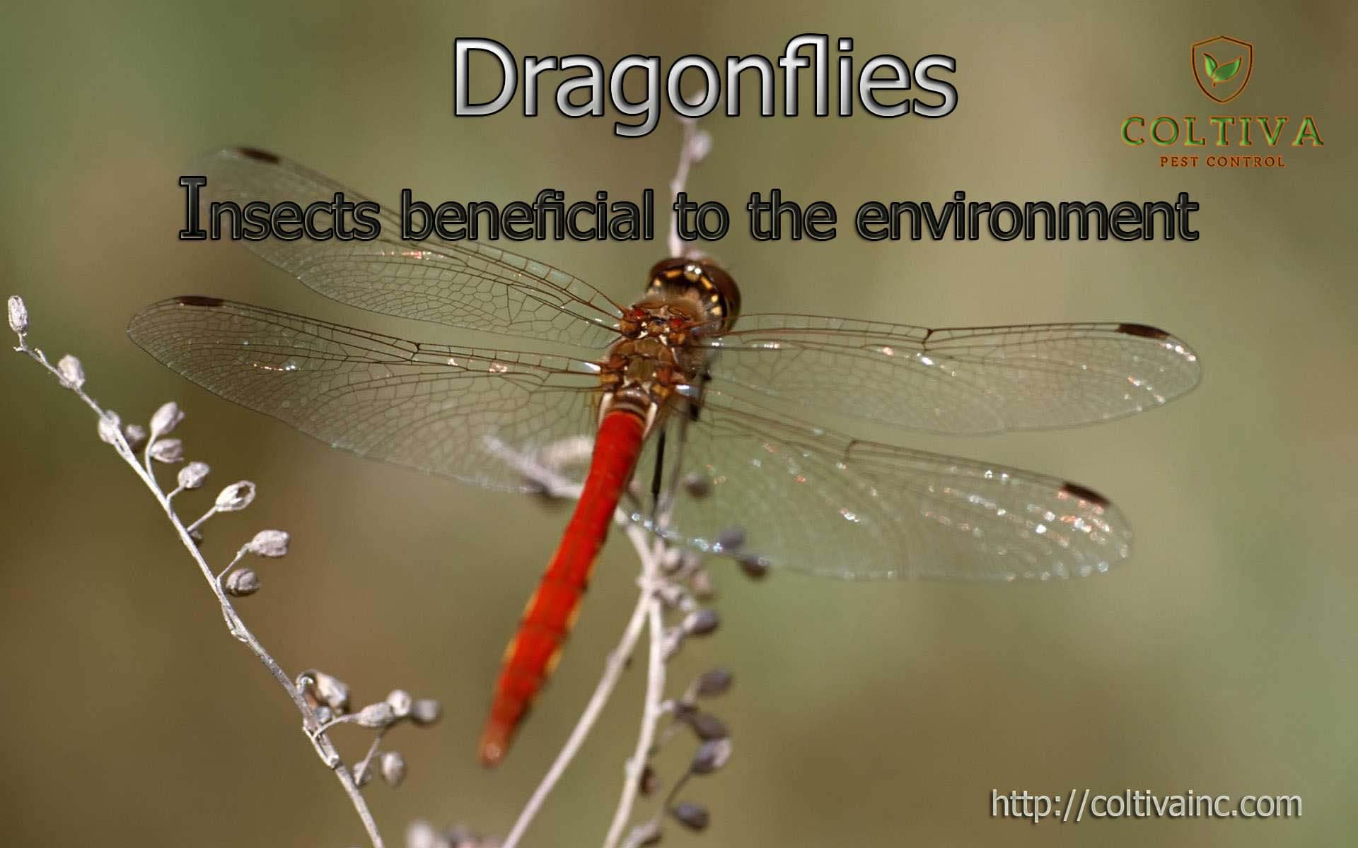 Dragonflies; Insects Beneficial To The Environment Coltiva
