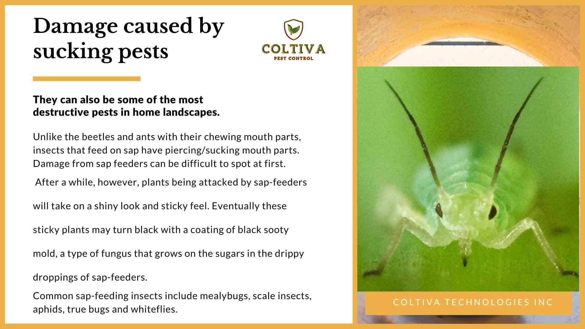 sucking pest