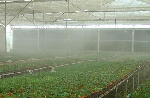 Greenhouse