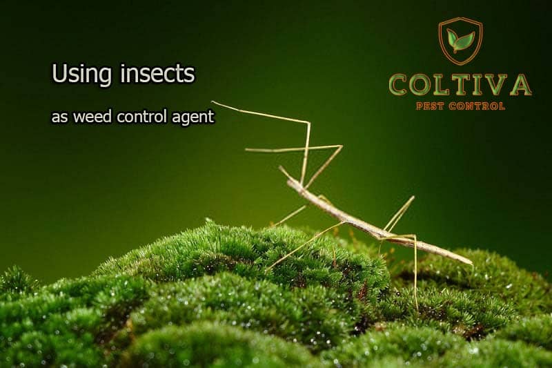 Using insects as weed control agent