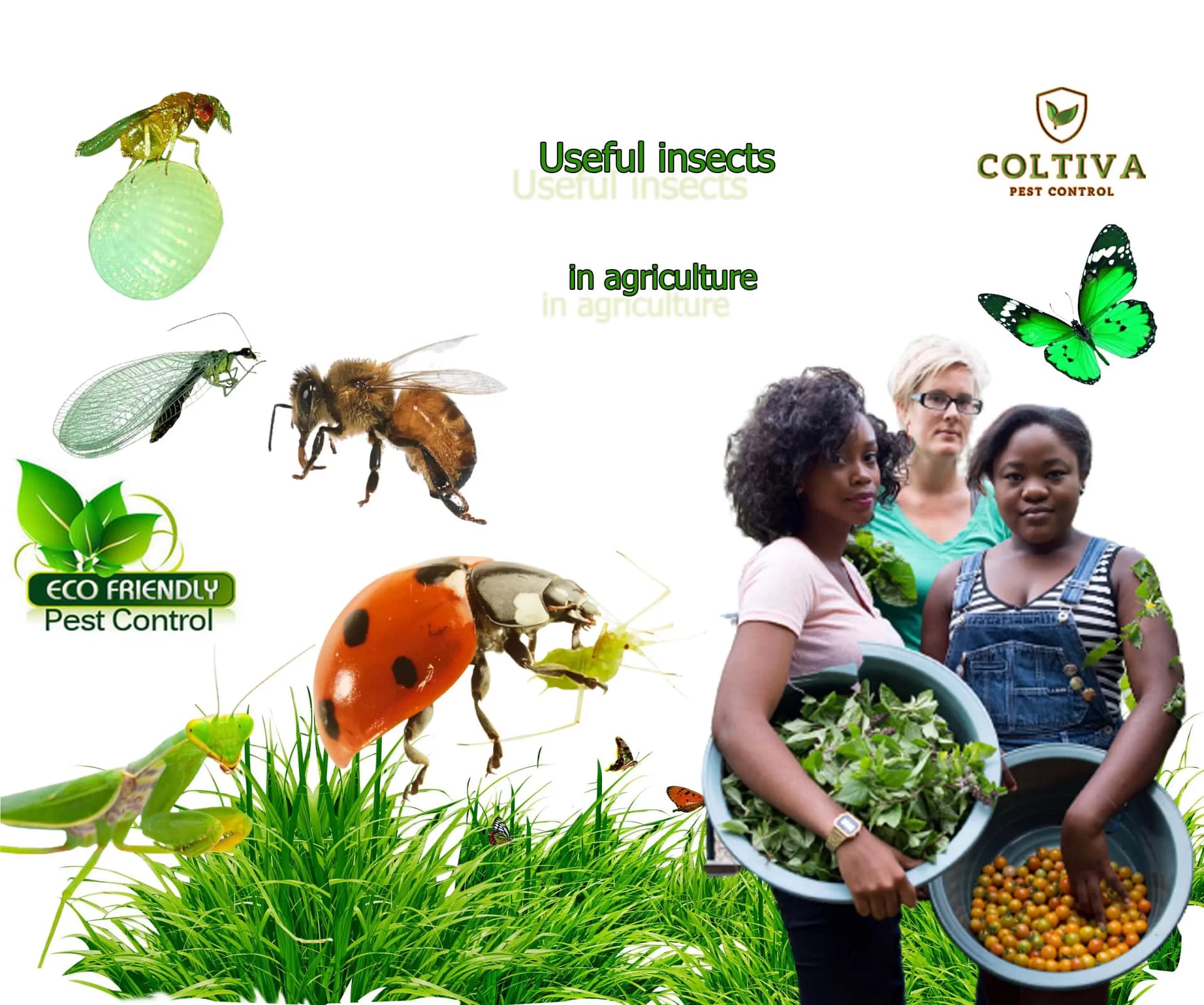 10 Useful Insects In Agriculture Coltiva Technologies Inc