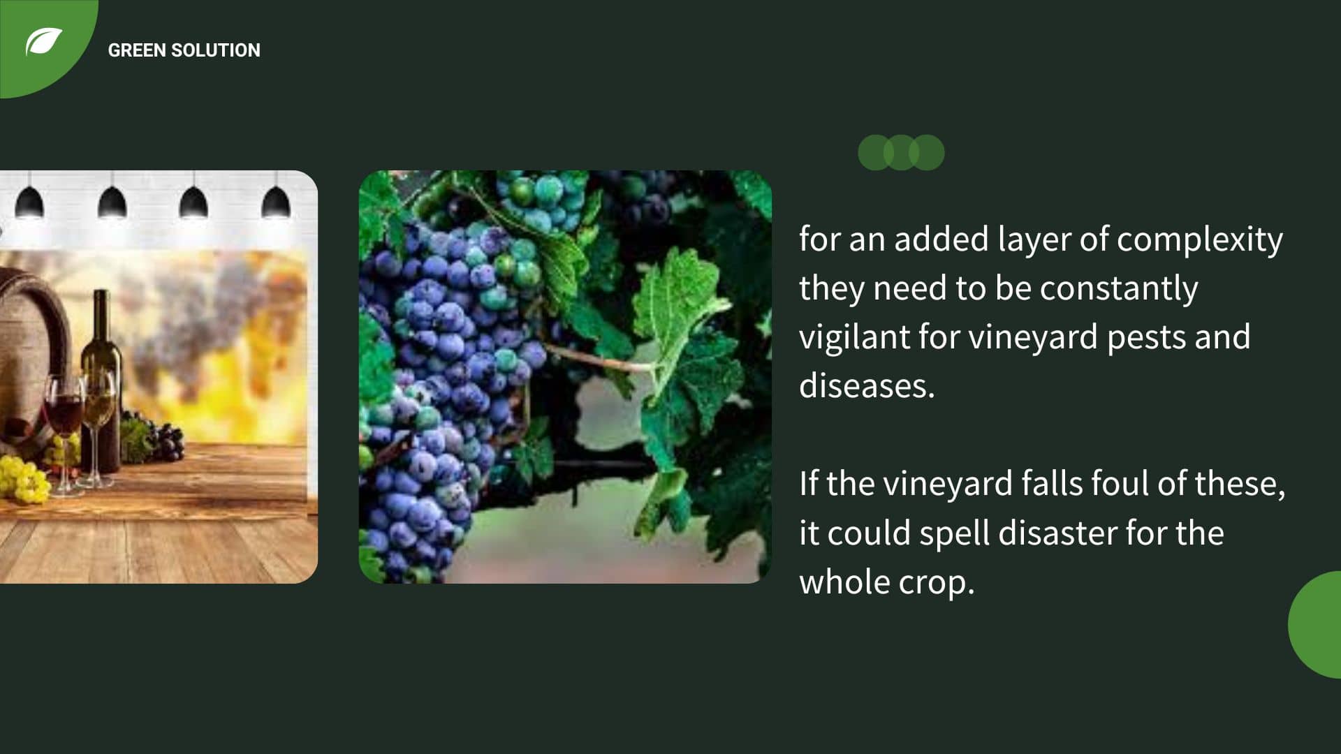 2023 Pest Management Amazing Guide For Wine Grapes